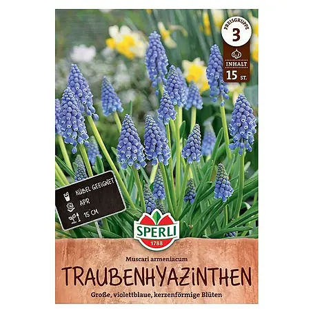 Sperli  Blumenzwiebeln Armenische Traubenhyazinthe