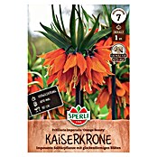 Sperli Bloembollen Keizerkroon Orange Beauty (Fritillaria imperialis, 1 st.) | BAUHAUS