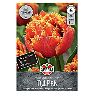 Sperli Bloembollen Gefranjerde Tulp Golddust (Tulipa x Hybrida, 5 st.)