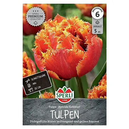 Sperli  Blumenzwiebeln Gefranste Tulpe Golddust