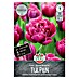 Sperli Bloembollen Gevuld vroege tulp Margarita 