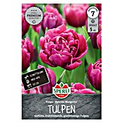 Sperli Bloembollen Gevuld vroege tulp Margarita (Tulipa x Hybrida, 5 st.) | BAUHAUS