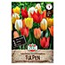 Sperli Bloembollen Fosteriana Keizertulpen Mix 