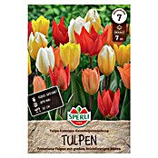 Sperli Bloembollen Fosteriana Keizertulpen Mix (Tulipa fosteriana, 7 st.) | BAUHAUS