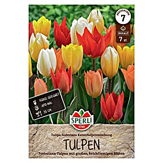 Sperli Bloembollen Fosteriana Keizertulpen Mix (Tulipa fosteriana, 7 st.)