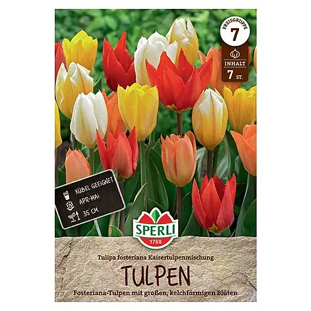 Sperli  Blumenzwiebeln Fosteriana-Tulpe Kaisertulpen-Mischung