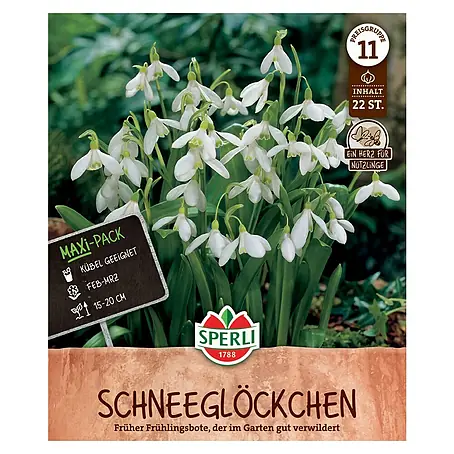 Sperli  Blumenzwiebeln Maxi Schneeglöckchen