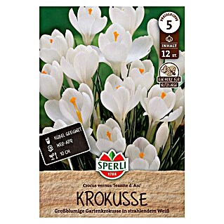 Sperli Bloembollen Jeanne d'Arc (Crocus vernus, Wit, 12 st.)