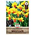 Sperli Bloembollen Narcis Jetfire 
