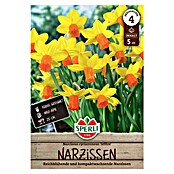 Sperli Bloembollen Narcis Jetfire (Narcissus cyclamineus Jetfire, 5 st.) | BAUHAUS