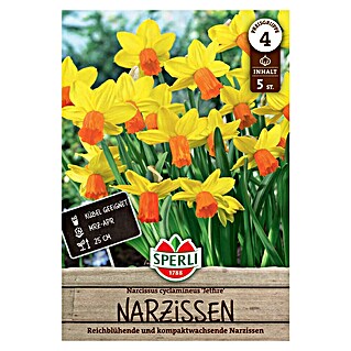 Sperli Bloembollen Narcis Jetfire (Narcissus cyclamineus Jetfire, 5 st.)