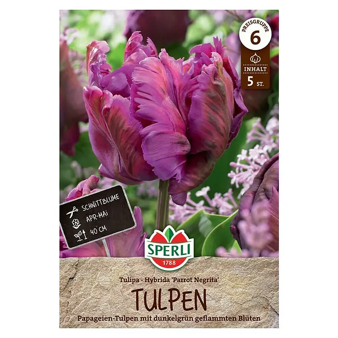 Sperli Blumenzwiebeln Papagei-Tulpe Parrot Negrita - Tulipa x Hybrida, 5 Stk. - Produktbild der Tulpe 'Parrot Negrita' von Sperli, eine Papageien-Tulpe mit dunkelgrün geflammten Blüten, ideal als Schnittblume.