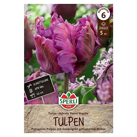Sperli  Blumenzwiebeln Papagei-Tulpe Parrot Negrita