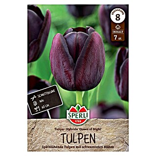 Sperli Bloembollen Enkele Late Tulp 'Koningin van de nacht' (Tulipa x Hybrida, 7 st.)