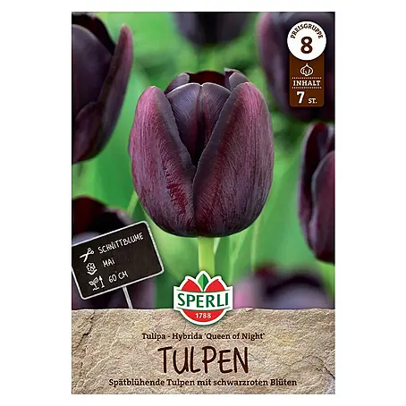 Sperli  Blumenzwiebeln Einfache Späte Tulpe Königin der Nacht
