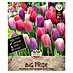 Sperli Bloembollen Maxi Tulpen Big Pride Mix 