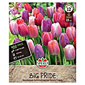 Sperli Bloembollen Maxi Tulpen Big Pride Mix (Tulipa x Hybrida, 15 st.) | BAUHAUS