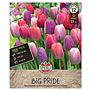 Sperli Bloembollen Maxi Tulpen Big Pride Mix (Tulipa x Hybrida, 15 st.)