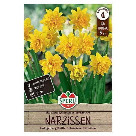 Sperli  Blumenzwiebeln Botanische Narzisse Tete Boucle