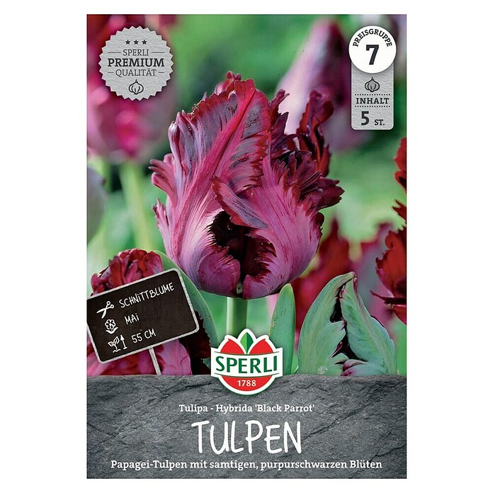 Tulp Black Parrot - Bloembollen kopen Tulp Black Parrot - Bloembollen kopen