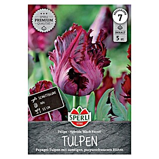 Sperli Bloembollen Papegaai Tulp Black Parrot (Tulipa x Hybrida, 5 st.)