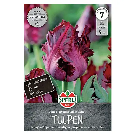 Sperli  Blumenzwiebeln Papagei-Tulpe Black Parrot