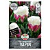Sperli Bloembollen Tulpen 'Ice Cream' 