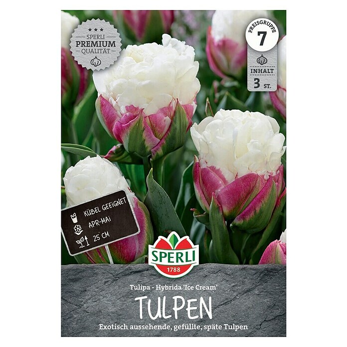 Sperli Bloembollen Tulpen 'Ice Cream' (Tulipa x Hybrid, 3 st.) | BAUHAUS