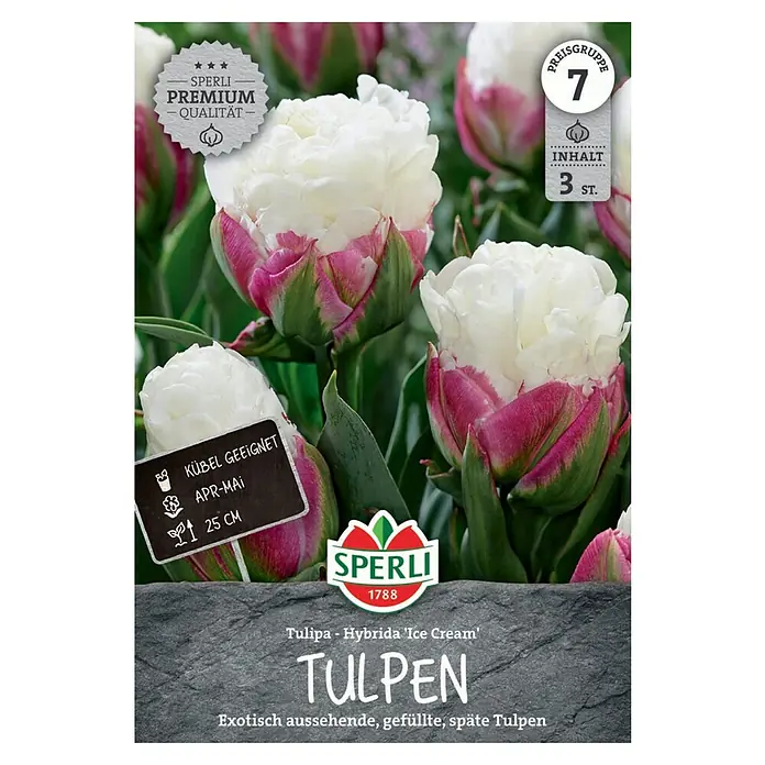 Sperli Blumenzwiebeln Tulpen Ice Cream - Tulipa x Hybrid, 3 Stk. - Produktbild: Die "Tulpen Hybrida Ice Cream" von Sperli, eine exotische, gefüllte und späte Tulpensorte in Weiß und Pink, ideal für Kübel.