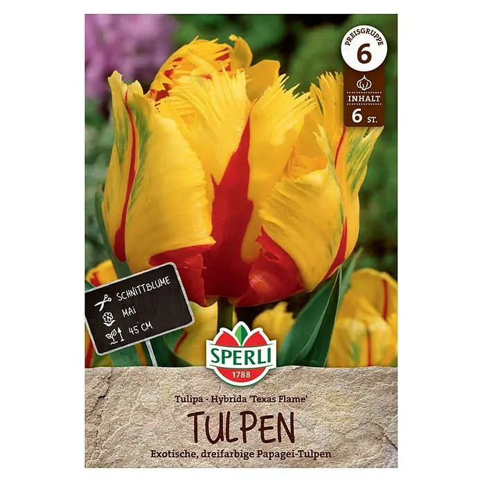 Sperli Blumenzwiebeln Papagei-Tulpe Texas Flame - Tulipa x Hybrida, 6 Stk. - Das Produkt zeigt eine Tulpenzwiebelpackung 'Texas Flame' mit einer exotischen, dreifarbigen Papagei-Tulpe.