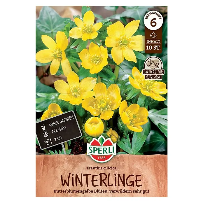 Sperli Blumenzwiebeln Winterling - Eranthis cilicica, 10 Stk. - Packung Winterlinge (Eranthis cilicica) Samen. Butterblumengelbe Blüten, ideal zum Verwildern im Garten.