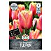 Sperli Bloembollen Gefranjerde Tulp Lambada 