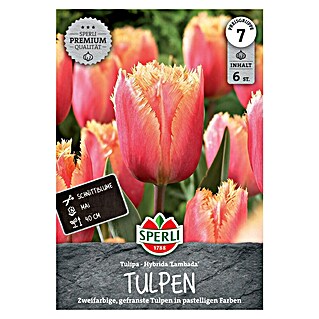 Sperli Bloembollen Gefranjerde Tulp Lambada (Tulipa x Hybrida, 6 st.)