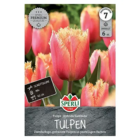 Sperli  Blumenzwiebeln Gefranste Tulpe Lambada