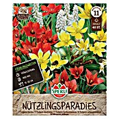 Sperli Bloembollen Lentetuin Nuttig Insectenparadijs (Arten-Mischung, 40 st.) | BAUHAUS