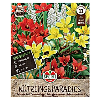 Sperli Bloembollen Lentetuin Nuttig Insectenparadijs (Arten-Mischung, 40 st.)