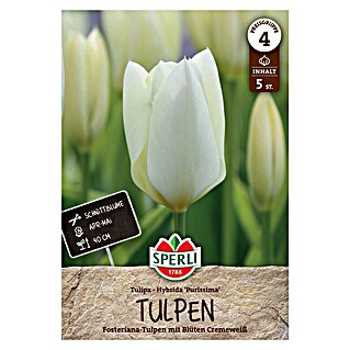 Sperli Bloembollen Fosteriana Tulp Purissima (Tulipa fosteriana, 5 st.)