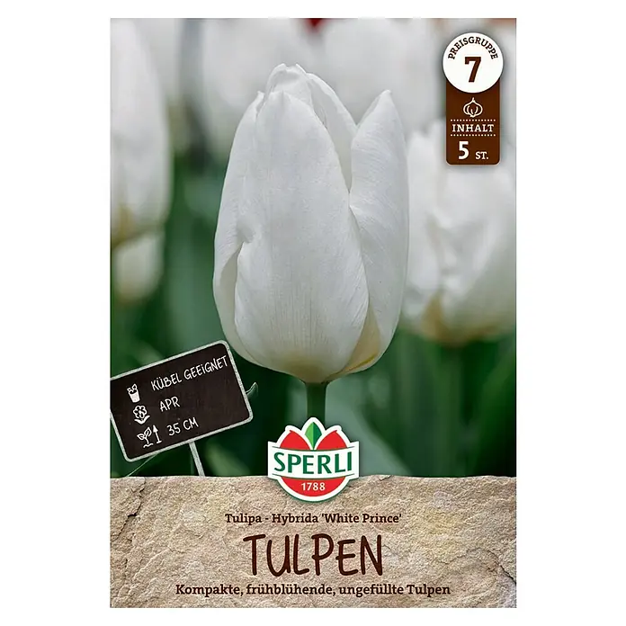 Sperli Blumenzwiebeln Einfache Frühe Tulpe White Prince - Tulipa x Hybrida, 5 Stk. - Produktbild von 'Tulpen White Prince', ideal für Kübel. Kompakte, frühblühende und ungefüllte Tulpen in einer Packung mit 5 Stück.
