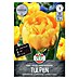 Sperli Bloembollen Gevulde Late Tulp Gele Pomponette 