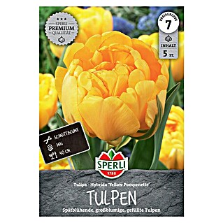 Sperli Bloembollen Gevulde Late Tulp Gele Pomponette (Tulipa x Hybrida, 5 st.)