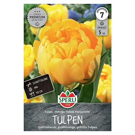 Sperli  Blumenzwiebeln Gefüllte Späte Tulpe Yellow Pompenette