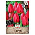 Sperli Bloembollen Darwin Hybride Tulpenparade 