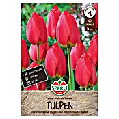 Sperli Bloembollen Darwin Hybride Tulpenparade (Tulipa x Hybrida, 5 st.) | BAUHAUS