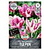 Sperli Bloembollen Gefranjerde tulp ‘Purple Circus’ 