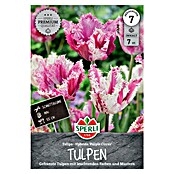Sperli Bloembollen Gefranjerde tulp ‘Purple Circus’ (Tulipa x Hybrida, 7 st.) | BAUHAUS