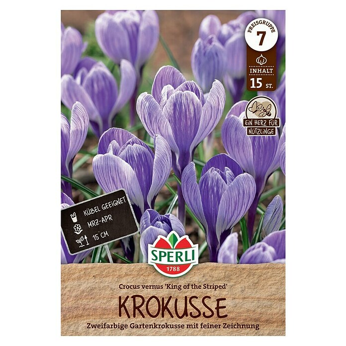 Sperli Blumenzwiebeln Gartenkrokus King of the Striped (Crocus vernus, Lila, Weiß) | BAUHAUS
