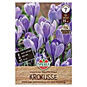 Sperli Blumenzwiebeln Gartenkrokus King of the Striped (Crocus vernus, Lila, Weiß) | BAUHAUS