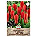 Sperli Bloembollen Fosteriana Tulp Red Emperor 
