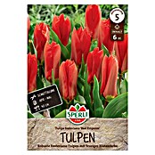 Sperli Bloembollen Fosteriana Tulp Red Emperor (Tulipa fosteriana, 6 st.) | BAUHAUS