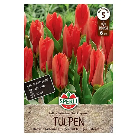 Sperli  Blumenzwiebeln Fosteriana-Tulpe Red Emperor
